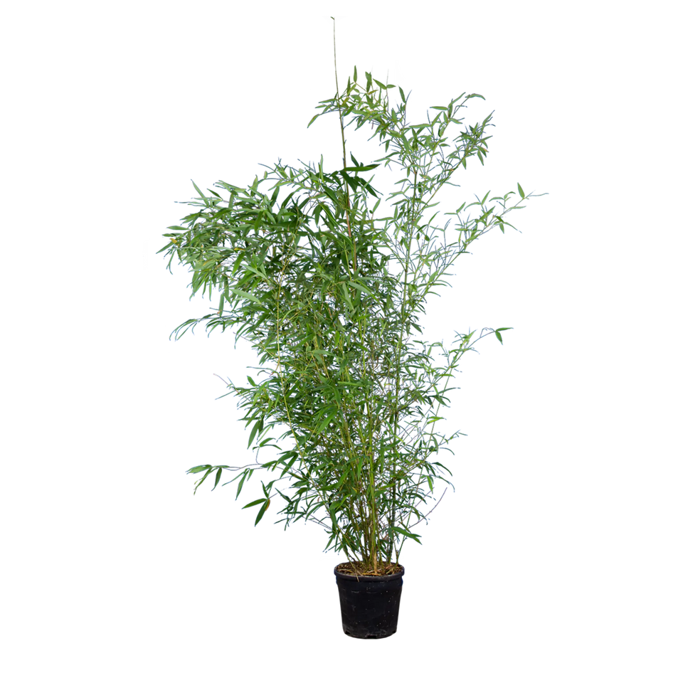 Bambus Spectabilis