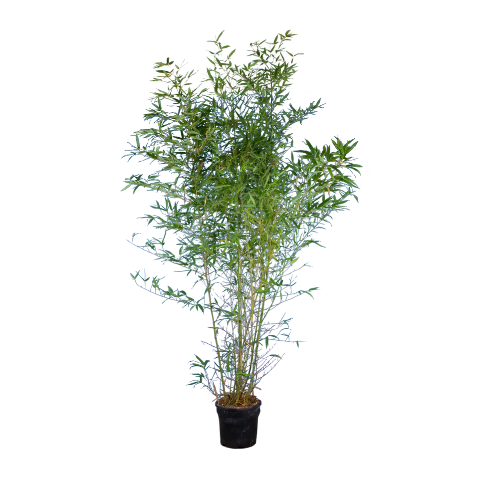 Bambus Spectabilis