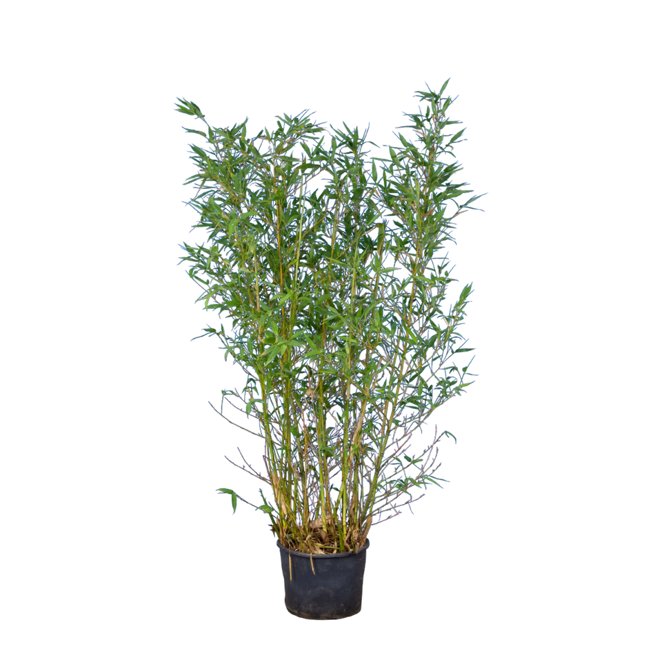 Bambus Spectabilis