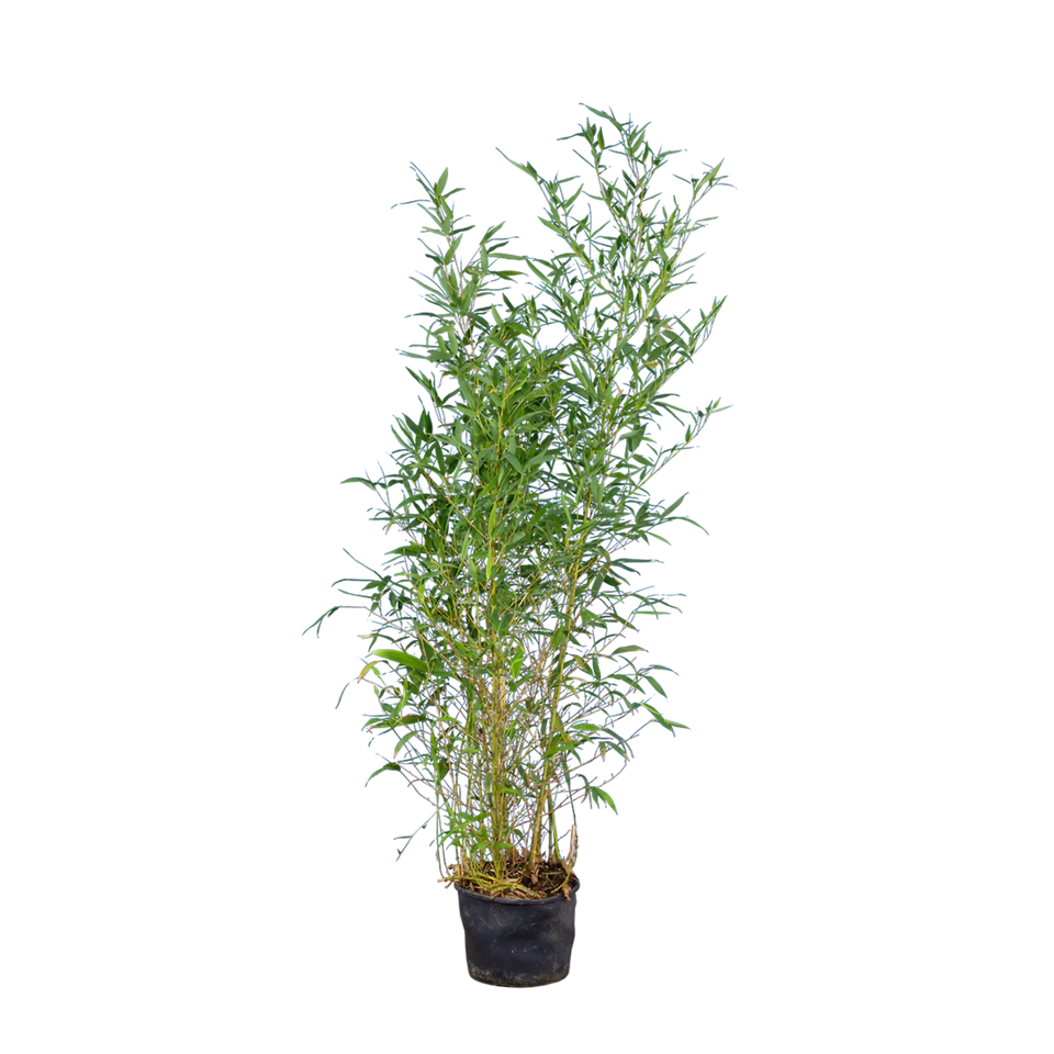 Bambus Spectabilis