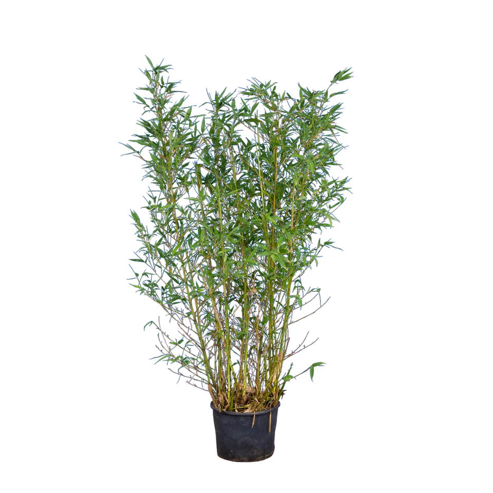 Bamboe Aureocaulis