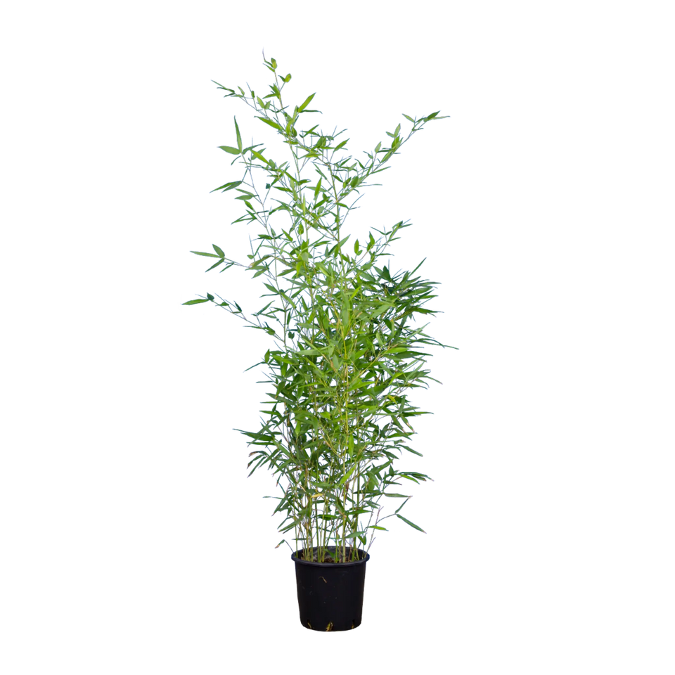 Bamboe Phyllostachys bissetii