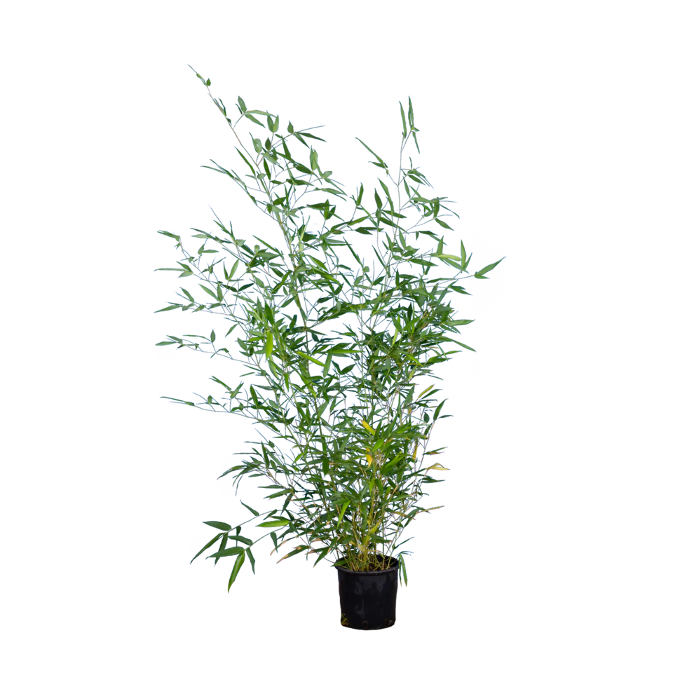 Bamboe Phyllostachys bissetii