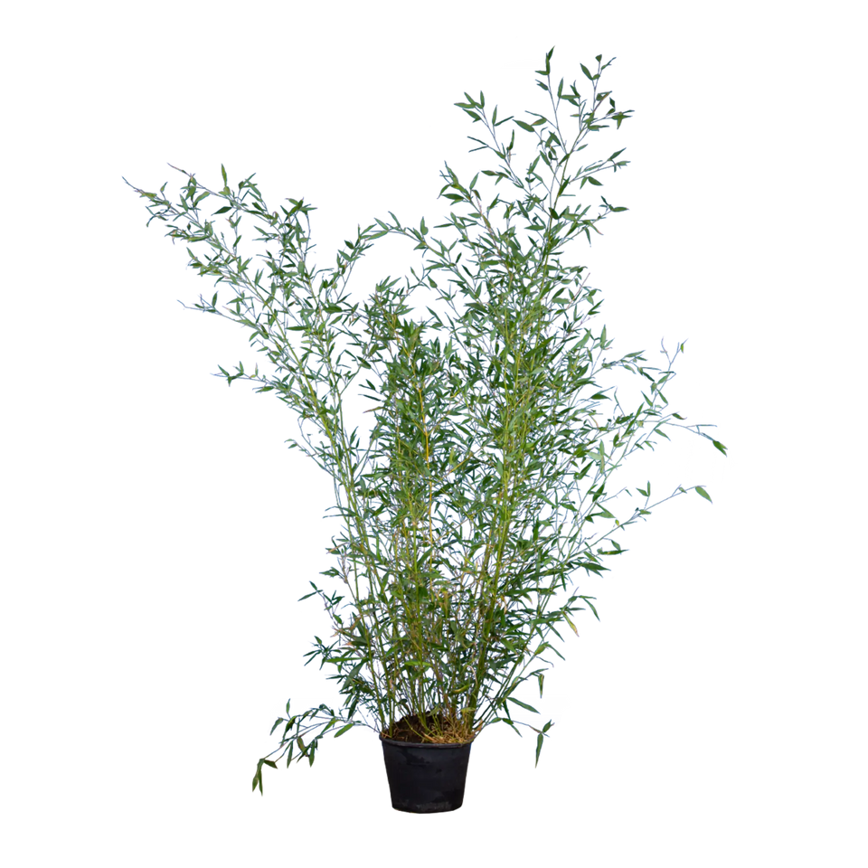 Bamboe Phyllostachys bissetii