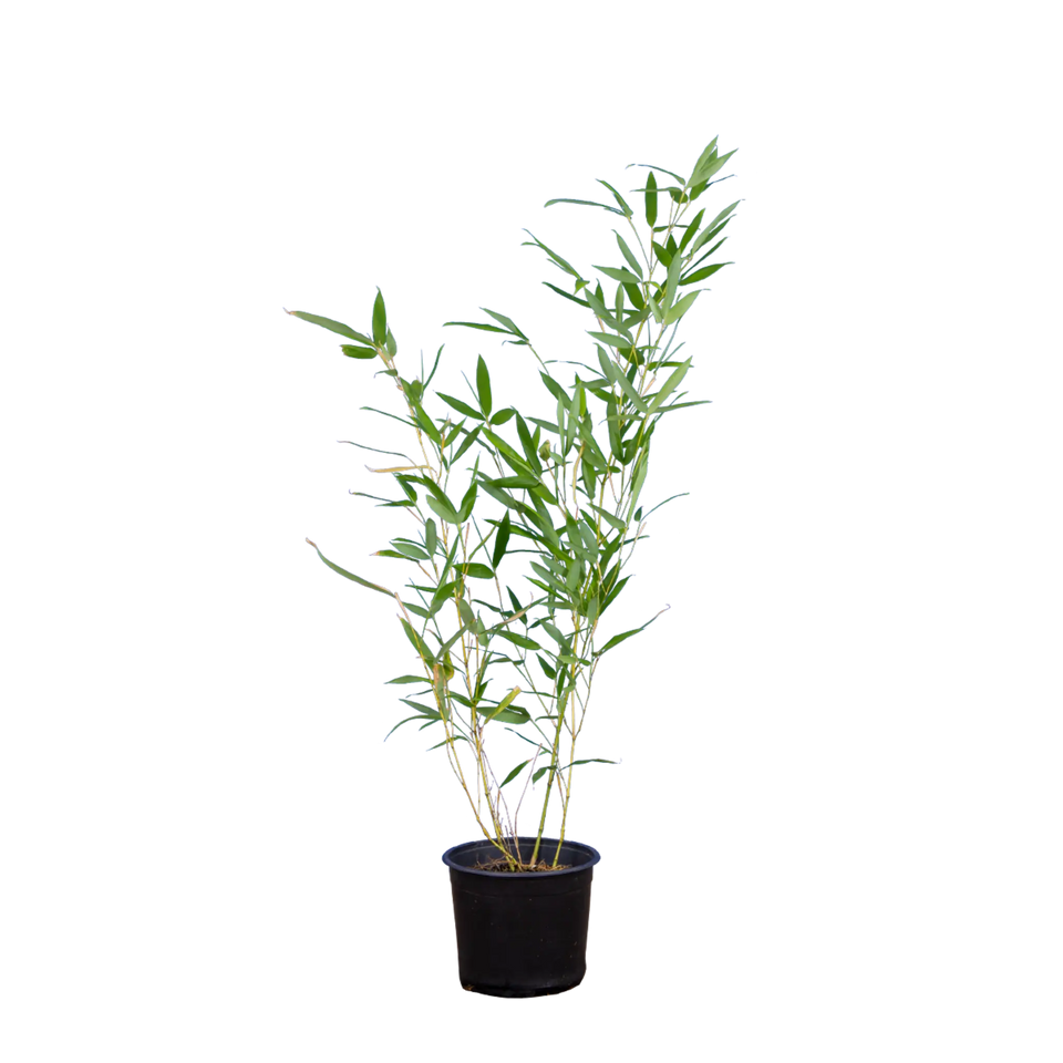 Bamboe Phyllostachys bissetii