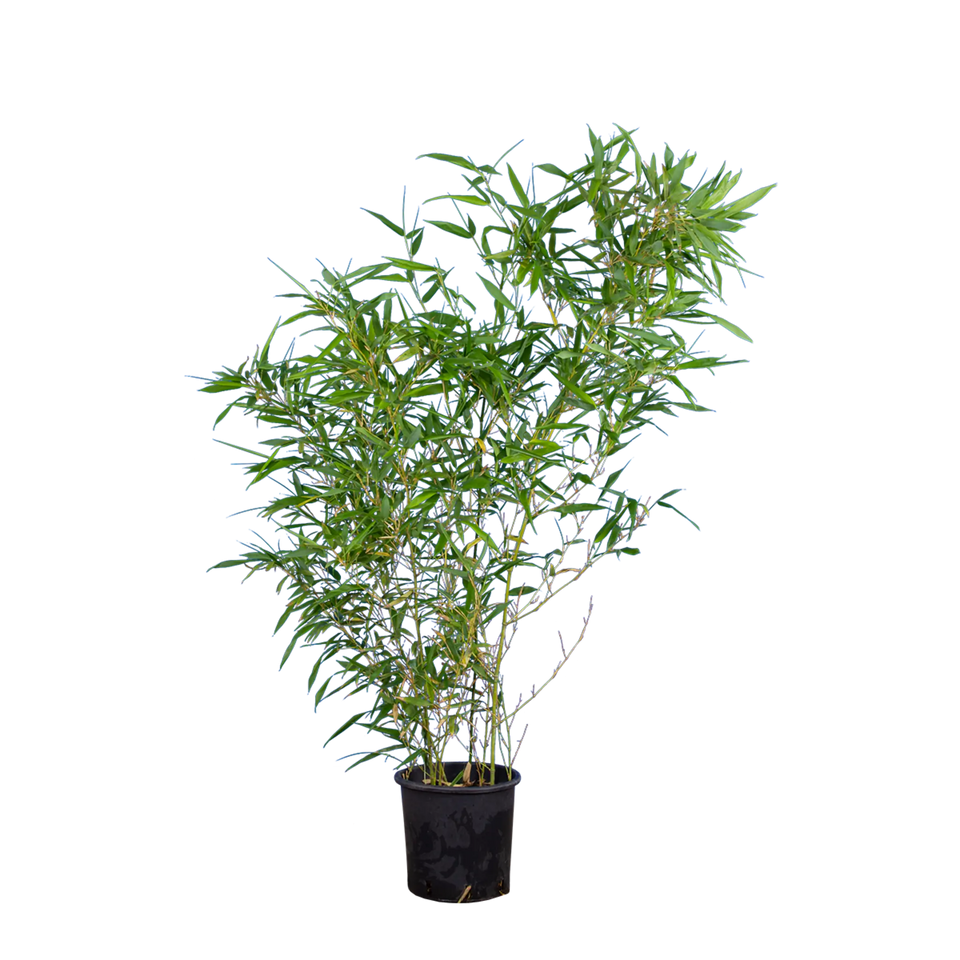 Bamboe Phyllostachys bissetii