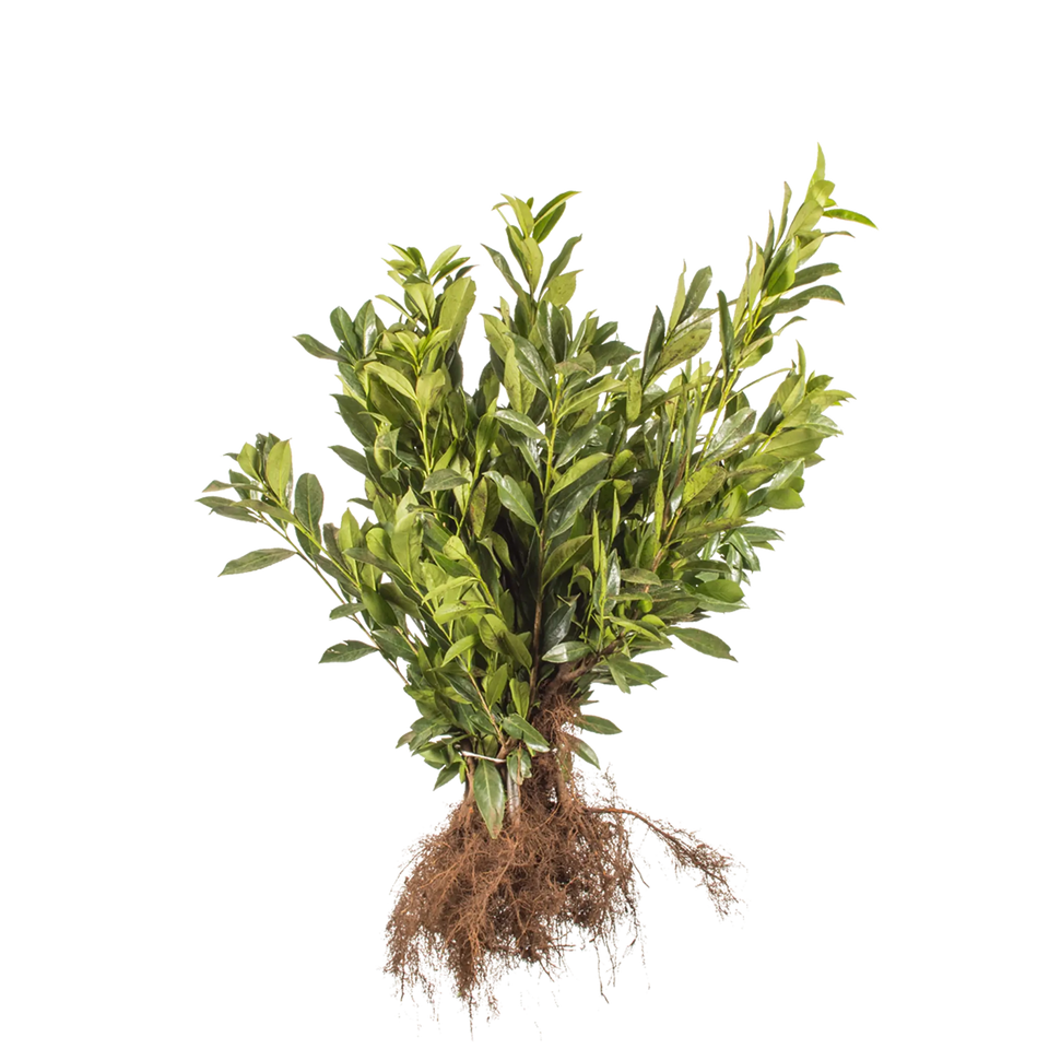 Laurbærkirsebær Caucasica