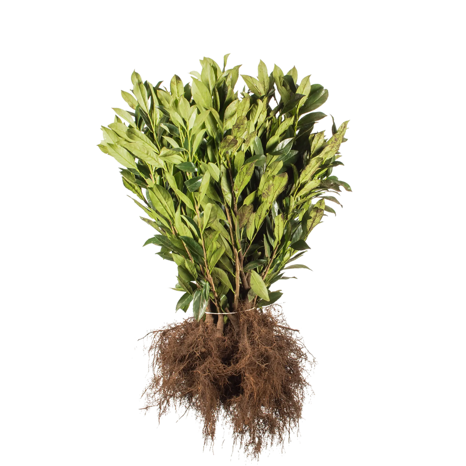 Laurbærkirsebær Caucasica