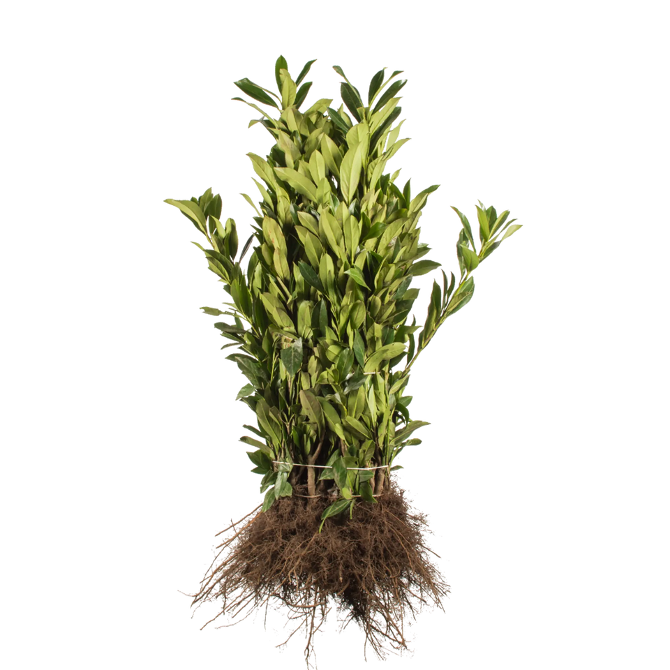 Laurbærkirsebær Caucasica