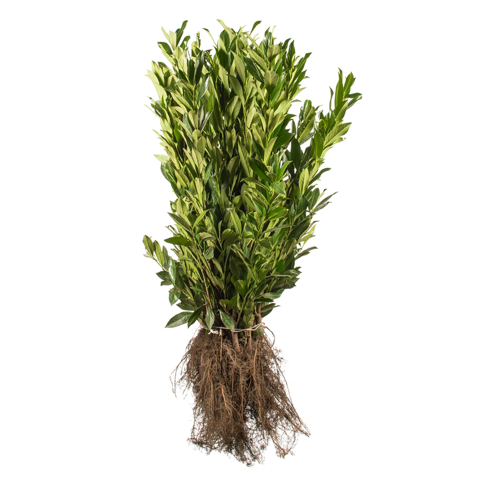 Laurbærkirsebær Caucasica
