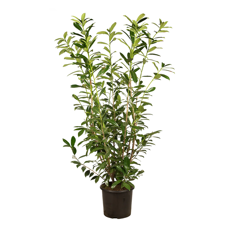 Laurbærkirsebær Caucasica