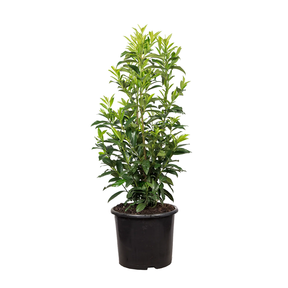Laurbærkirsebær Caucasica