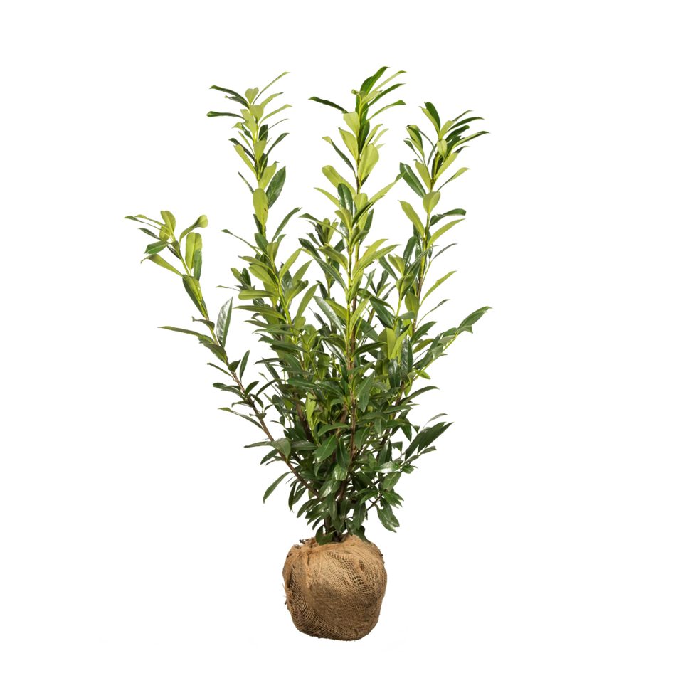 Laurbærkirsebær Caucasica