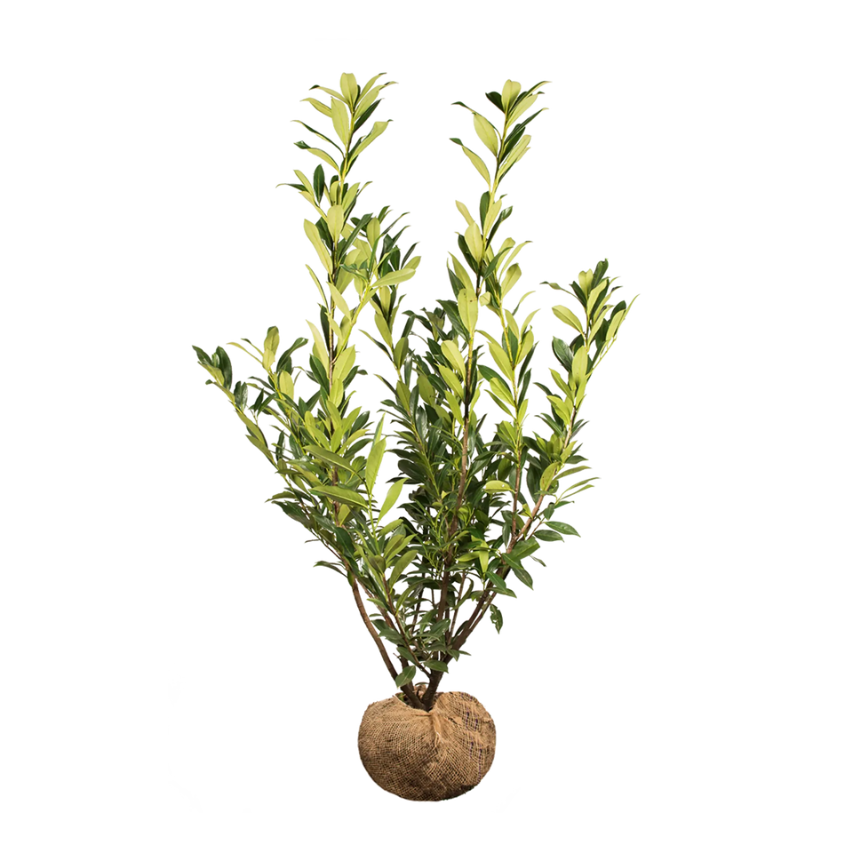 Laurbærkirsebær Caucasica