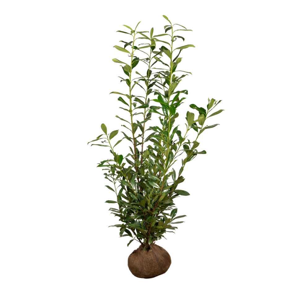 Laurbærkirsebær Caucasica