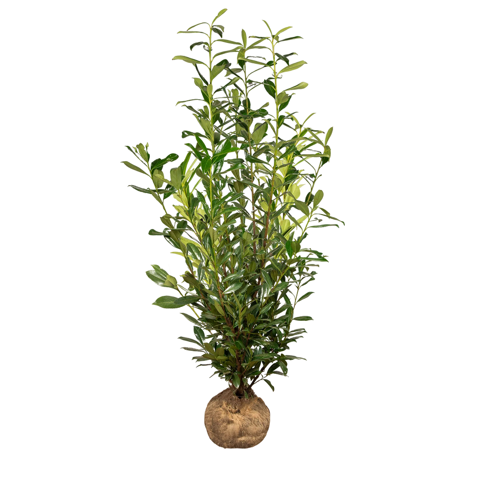 Laurbærkirsebær Caucasica