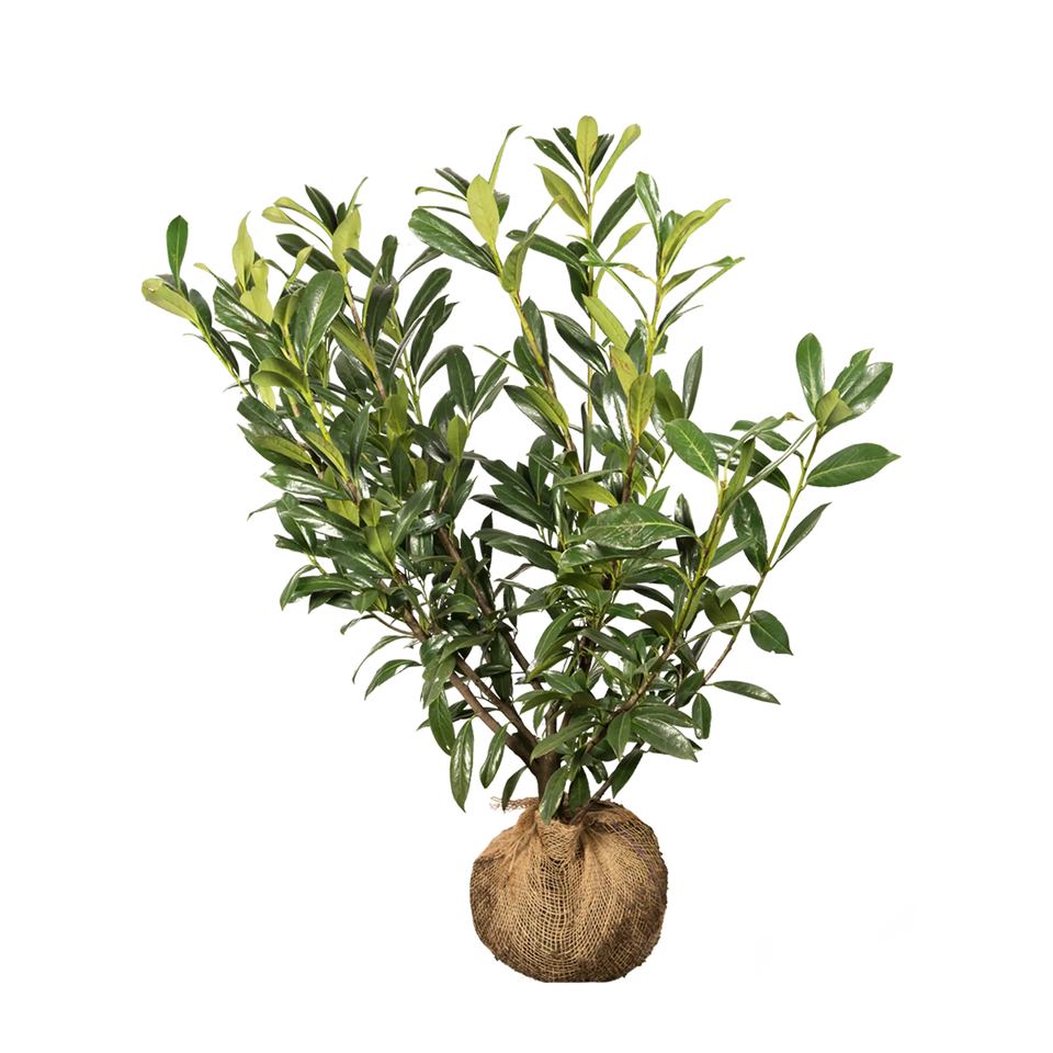 Laurbærkirsebær Caucasica