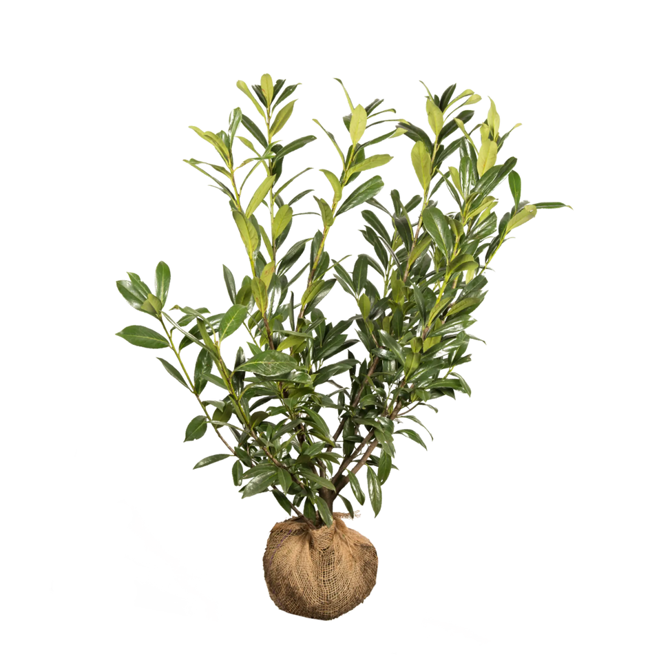 Laurbærkirsebær Caucasica