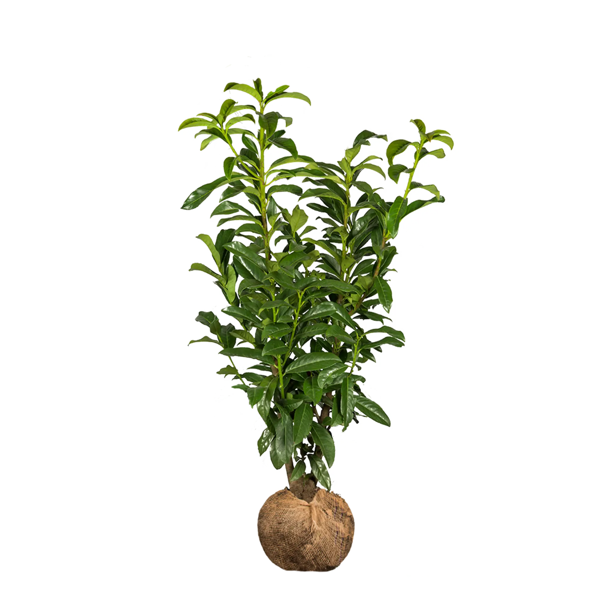 Laurbærkirsebær Genolia ®