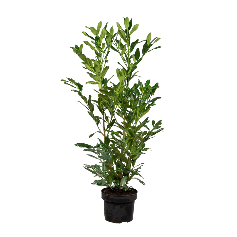Laurier Herbergii