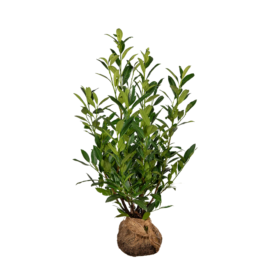 Laurier Herbergii