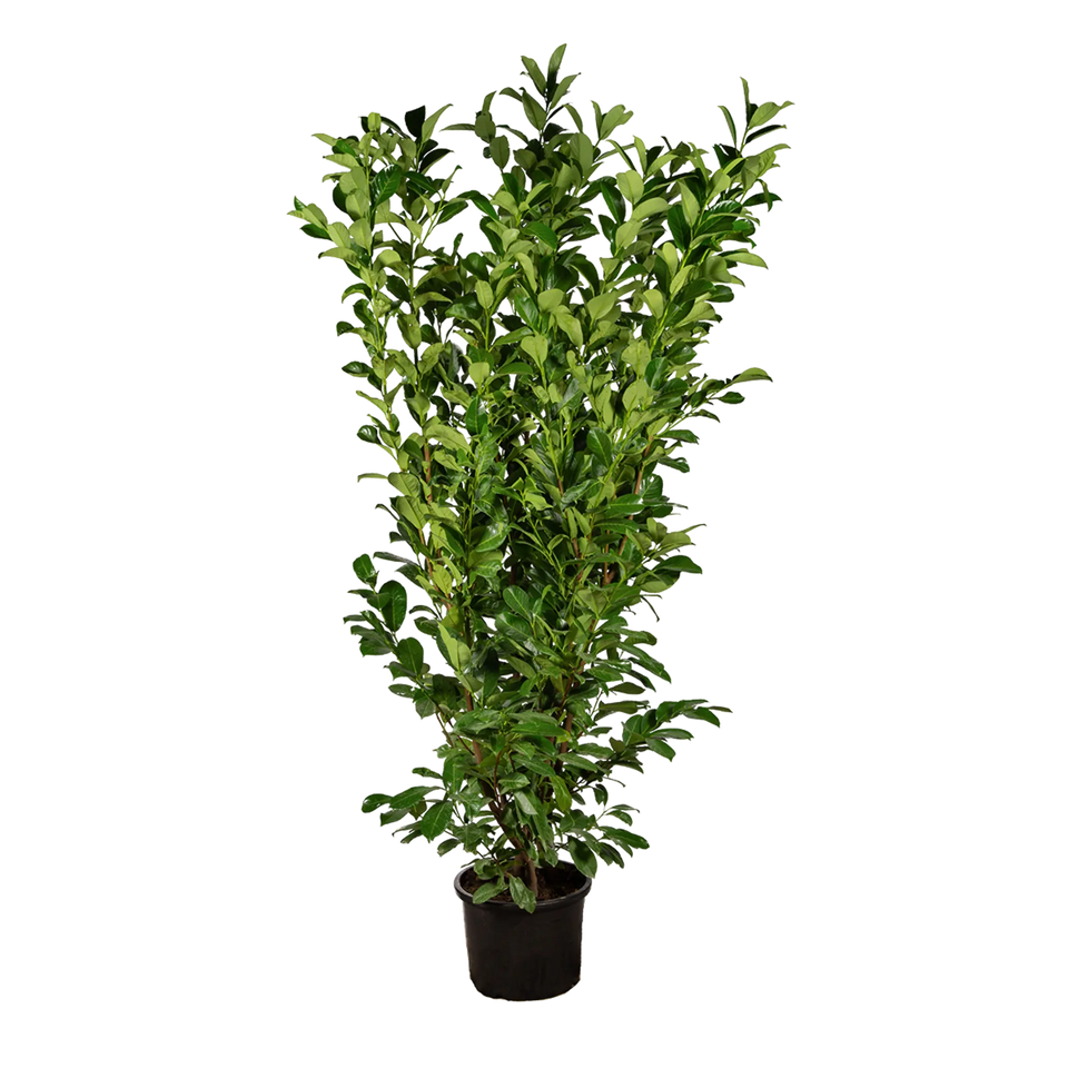 Laurier Rotundifolia
