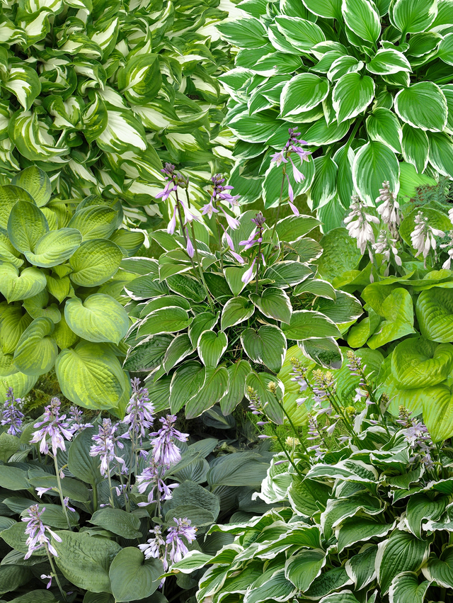 Færdigbed hosta