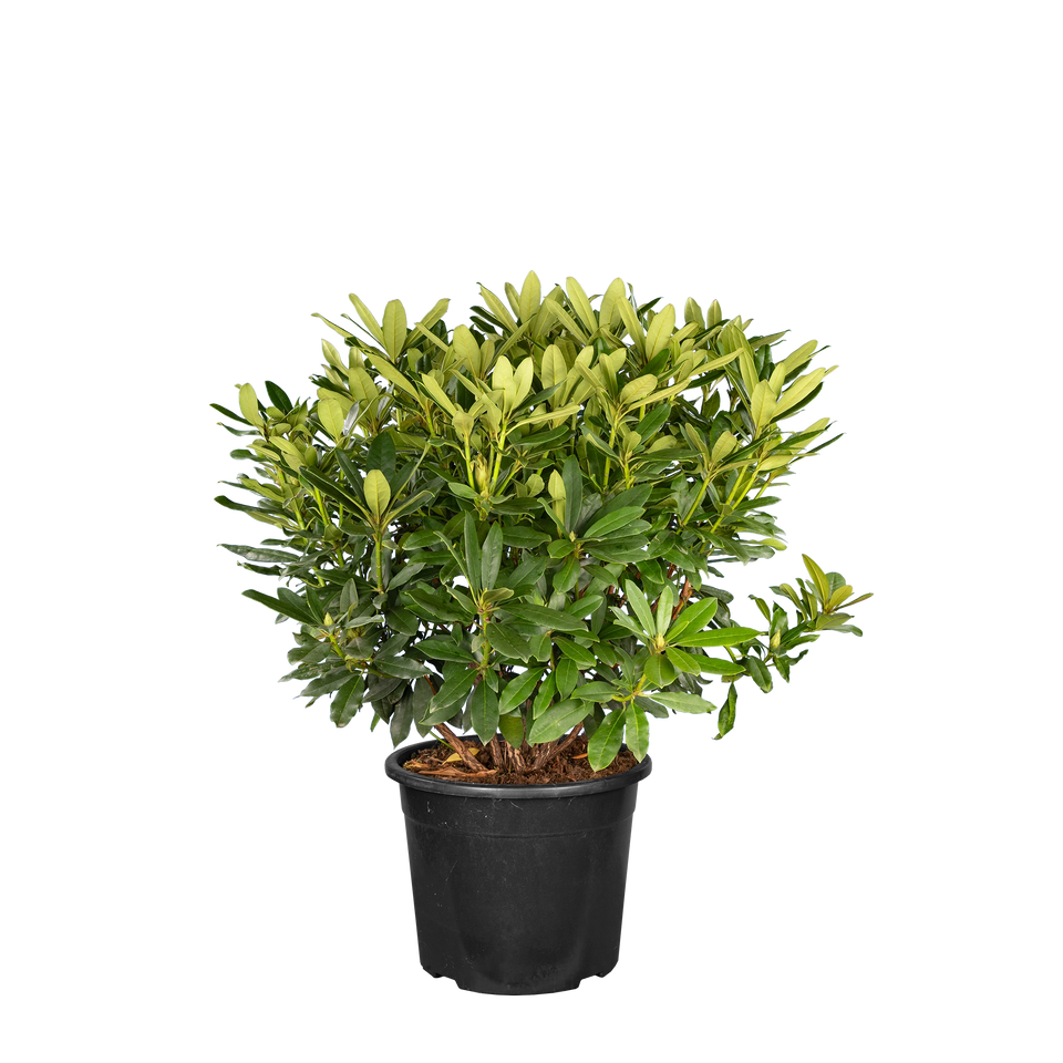 Rhododendron Madame Masson