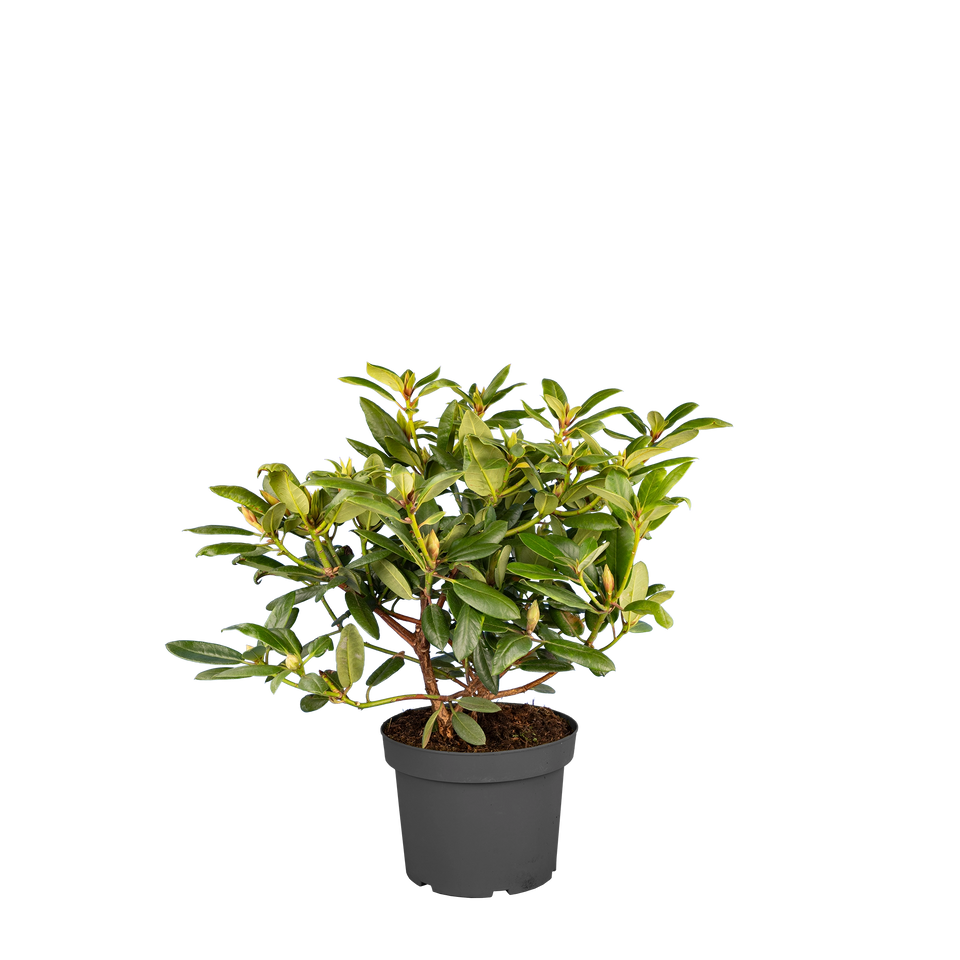 Rhododendron Virginia Richards