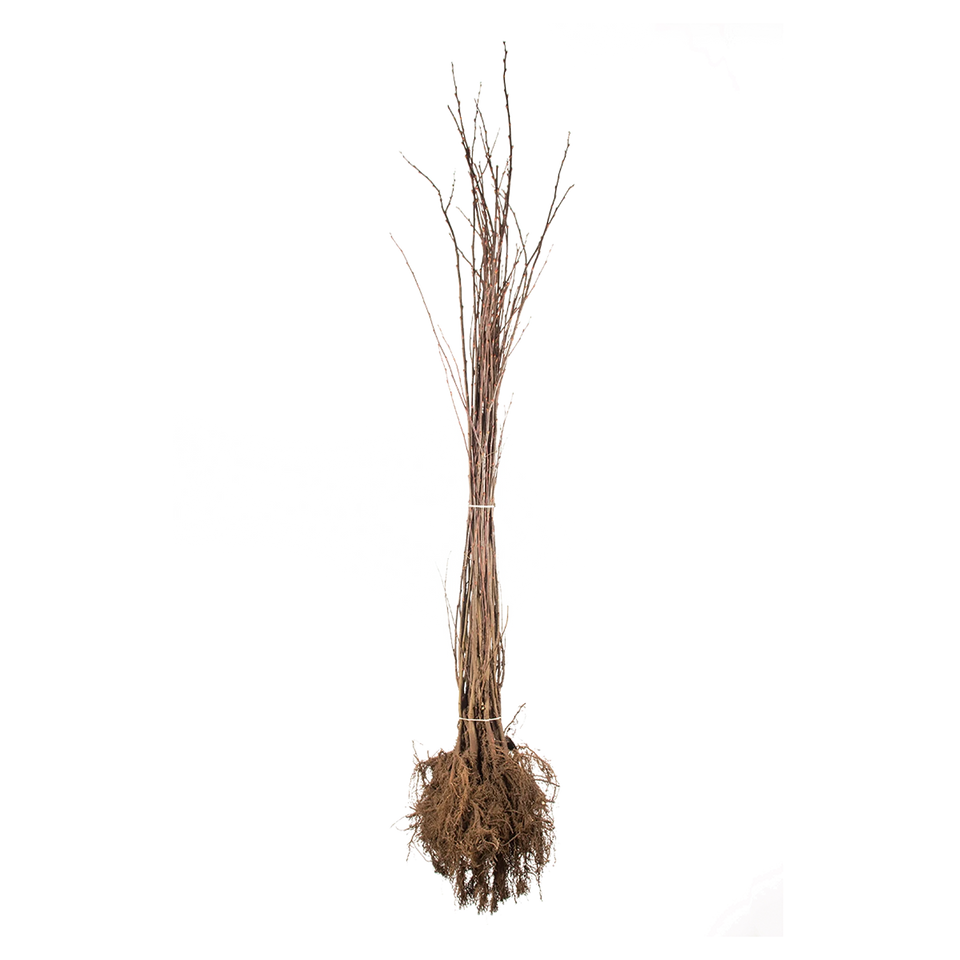 Boswilg