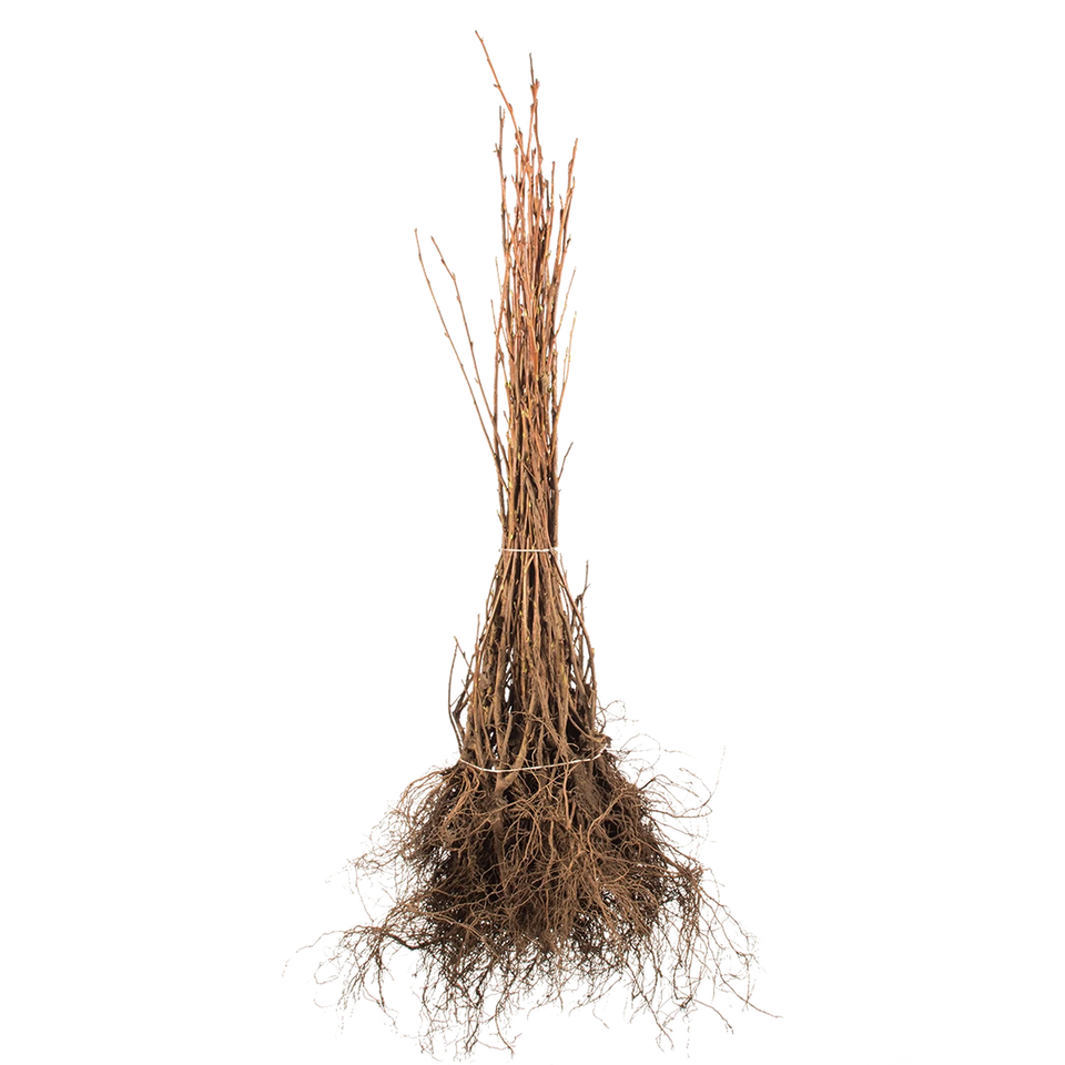 Spierstruik Vanhoutteii