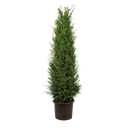 Taxus baccata