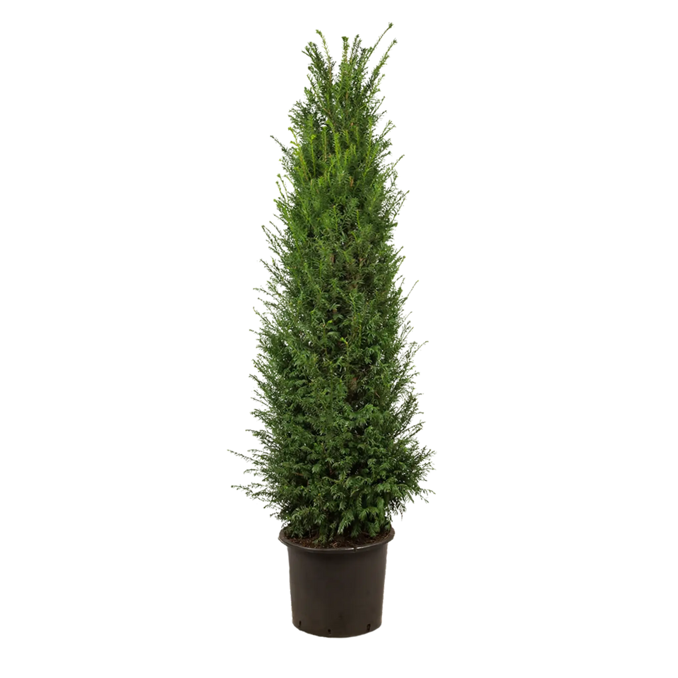 Taxus baccata