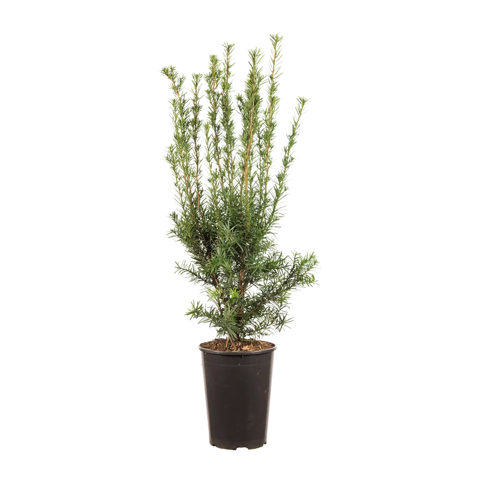 Taxus Hicksii