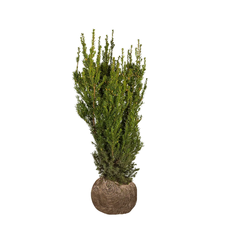 Taxus Hicksii