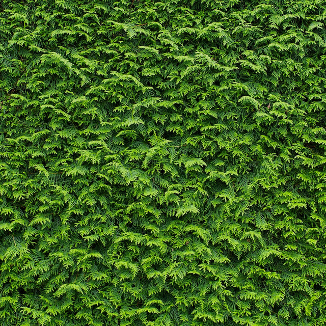 Almindelig Thuja Brabant