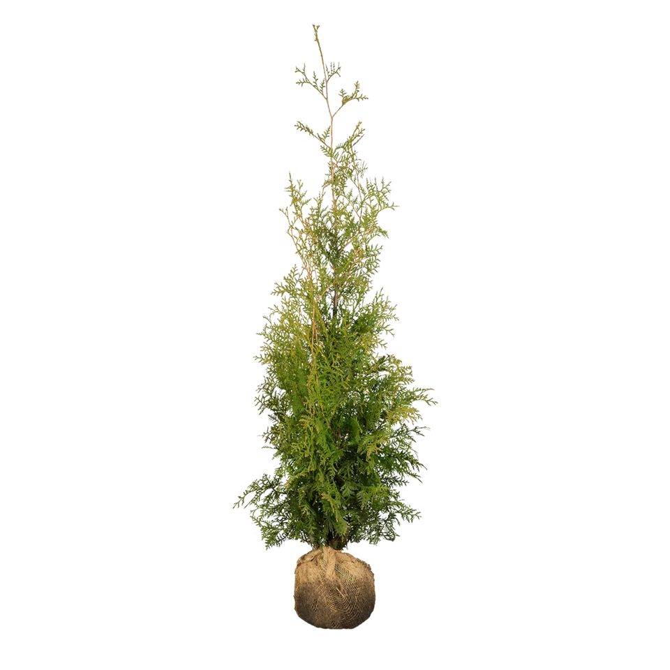 Thuja Brabant