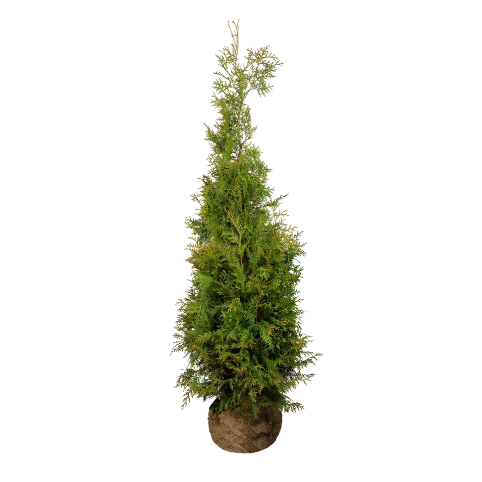 Thuja Brabant