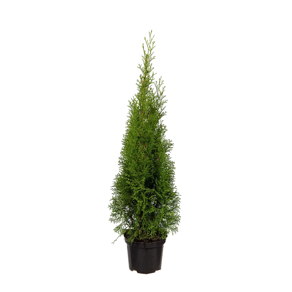 Thuja Smaragd