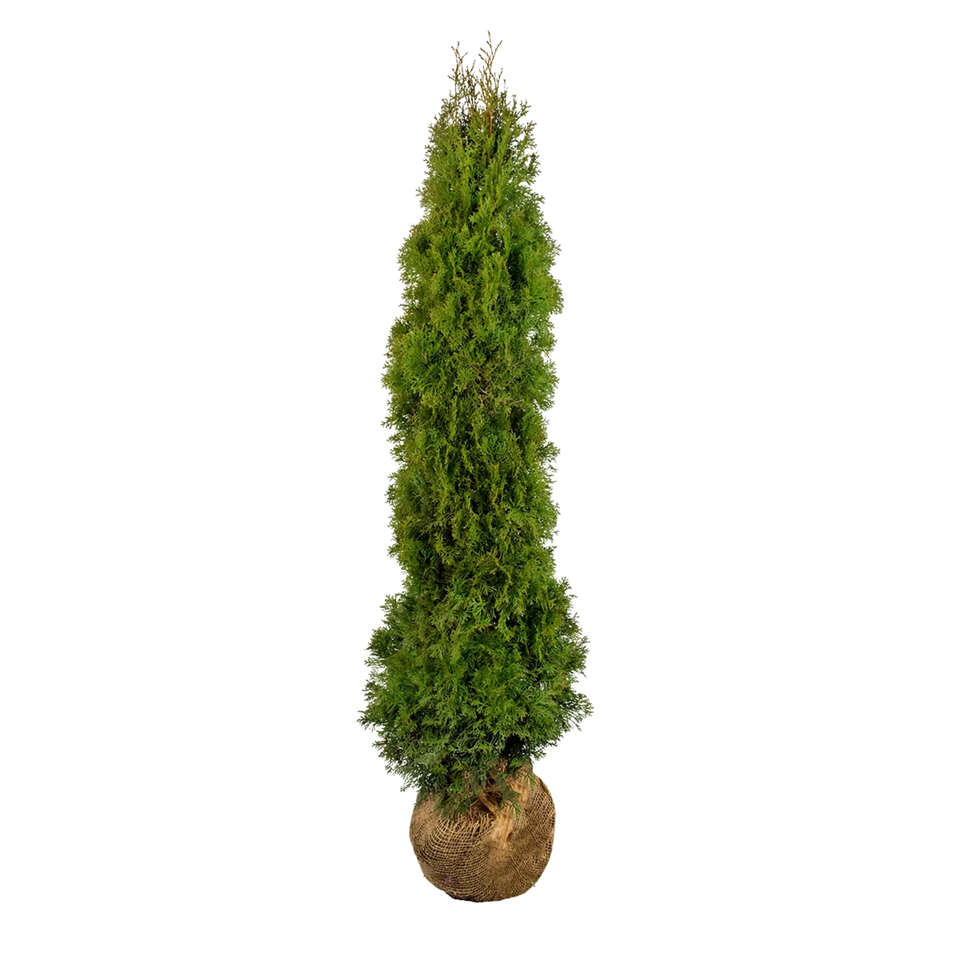 Thuja Smaragd