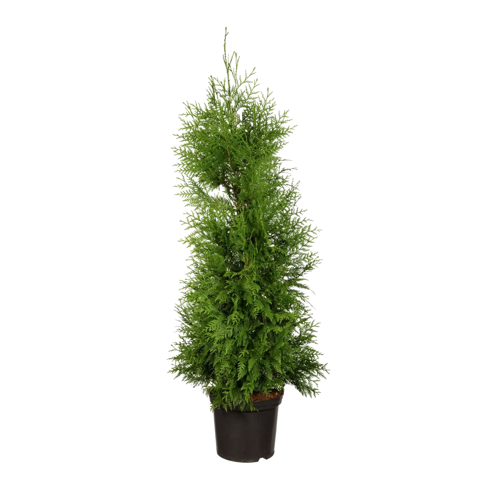 Thuja Excelsa