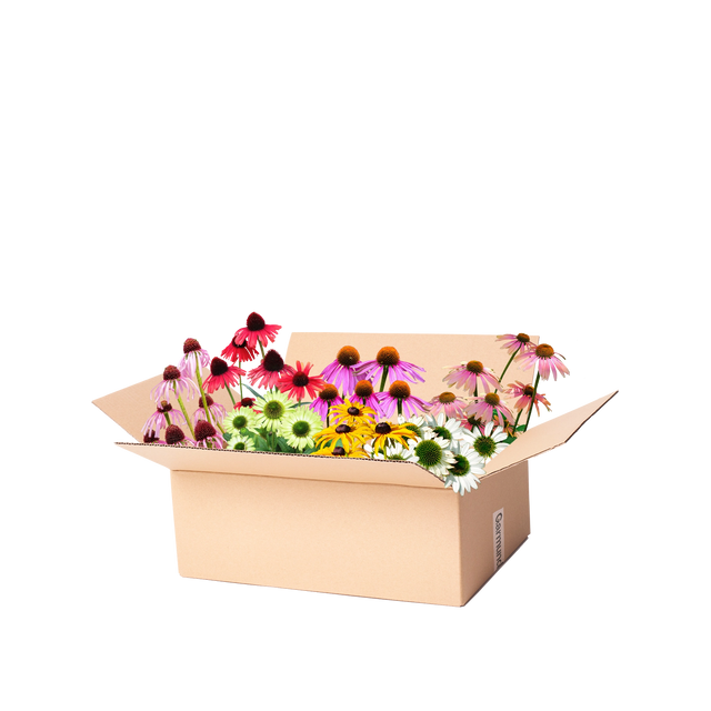 Færdigbed purpursolhat