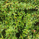 Berberis Amstelveen