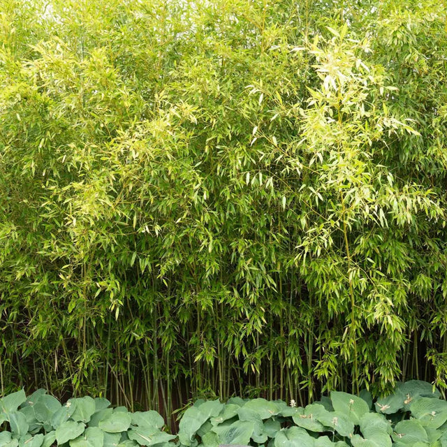 Bamboe Phyllostachys bissetii