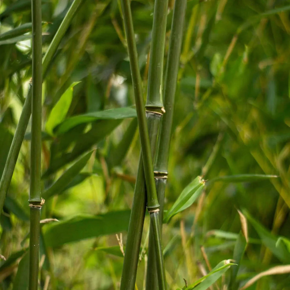 Bamboe Phyllostachys bissetii