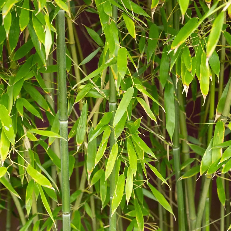 Bamboe Phyllostachys bissetii