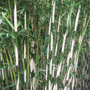 Bamboe Fargesia Robusta ‘Campbell’