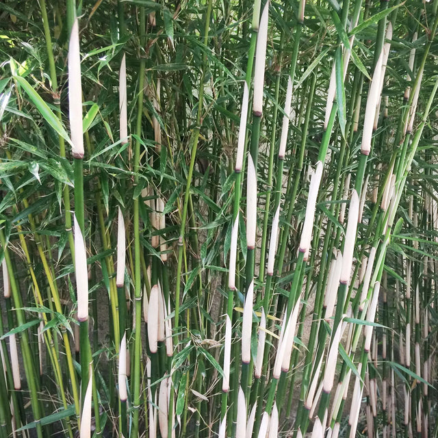 Bamboe Fargesia Robusta ‘Campbell’