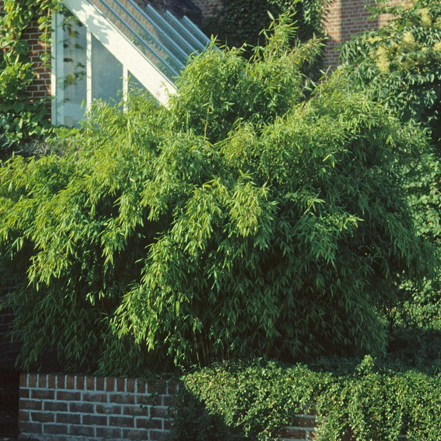 Bamboe Fargesia Robusta ‘Campbell’