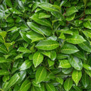 Laurbærkirsebær Caucasica